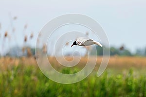 Mediterranean Gull in Flight with Wilderness Background