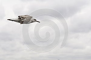 Mediterranean Gull flying alone, sharp, clear, against clouds white sky