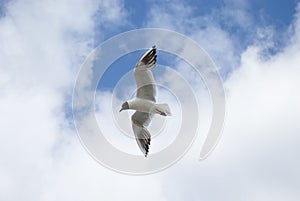 Mediterranean gull photo