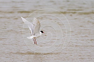 A Mediterranean Gull flying over the water