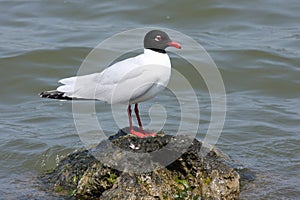 Mediterranean gull (ichthyaetus melanocephalus)