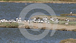 Mediterranean gulls and Sandwich terns during the breeding season, Noirmoutier, France