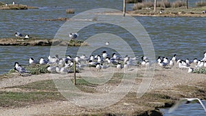 Mediterranean gulls and Sandwich terns, breeding season, Noirmoutier, France