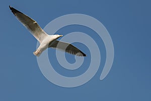 Mediterranean herring gull in the blue sky