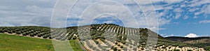 Mediterranean hills covered with rows of olive tre