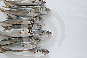 The Mediterranean horse mackerel on white background