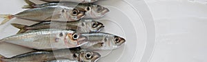 The Mediterranean horse mackerel on white background