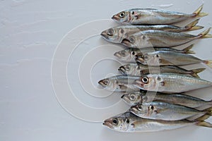 The Mediterranean horse mackerel on white background