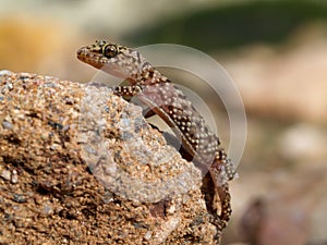 Mediterranean house gecko (Hemidactylus turcicus