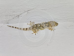 Mediterranean house gecko (Hemidactylus turcicus) climing vertic