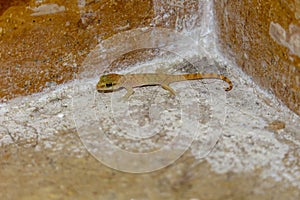 Mediterranean House Gecko on pavement in hotel bathroom in Egypt. Turkish gecko also as Moon Lizard because it emerges in the