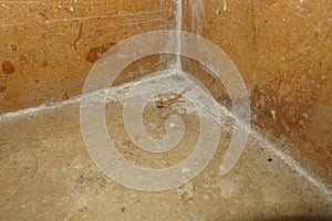 Mediterranean House Gecko on pavement in hotel bathroom in Egypt. Turkish gecko also as Moon Lizard because it emerges in the