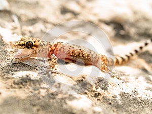 Mediterranean House Gecko posturing to defend himself