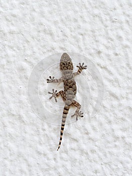 Mediterranean House Gecko on Wall photo