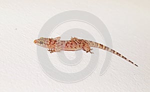 Mediterranean house gecko on a white wall