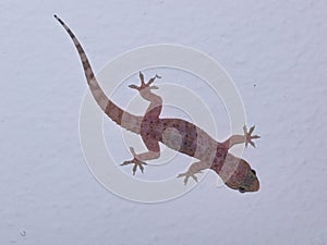 Mediterranean house gecko on a white wall close-up, selective focus, shallow DOF