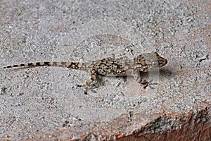 Mediterranean house gecko, young specimen