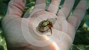 Mediterranean intertidal hermit crab (Clibanarius erythropus) on the hand of a diver