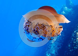Orange Mediterranean jellyfish with symbiotic fish photo