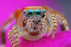 Mediterranean jumping spider