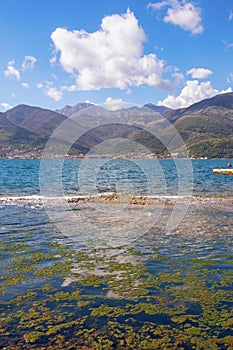 Mediterranean landscape. Algal blooms in seawater. Montenegro, Kotor Bay