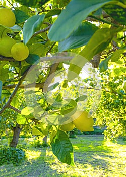 Mediterranean lemon grove