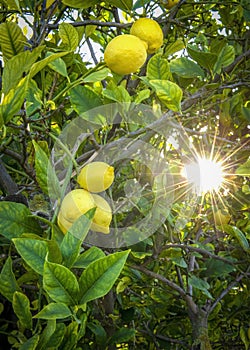 Mediterranean lemon tree