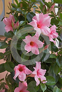 Mediterranean mandevilla flower in light pink