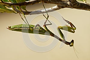 Mediterranean mantis hanging upside down - Iris oratoria