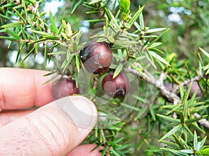 Mediterranean maquis. Juniperus macrocarpa