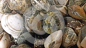 Mediterranean molluscs background. Sicilian vongole mollusc for pasta recipe.