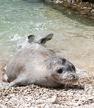 Mediterranean monk seal photo