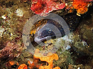 Mediterranean moray