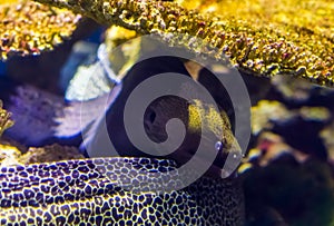 Mediterranean moray eel in closeup, popular fish in aquaculture, tropical aquarium pets