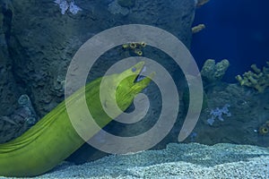 Mediterranean Moray Eel Lurking in Its Reef Hideout