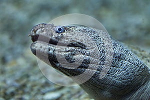 Mediterranean moray Muraena helena