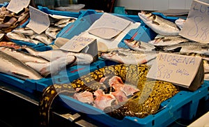 Mediterranean moray Roman eel, Muraena helena at fishmonger`s market stall