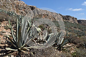 Mediterranean mountain landscape with yucca plants