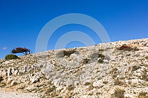 Mediterranean mountain vegetation