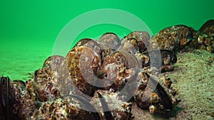 Mediterranean mussel Mytilus galloprovincialis and crustacea Balanus sp.