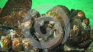 Mediterranean mussel Mytilus galloprovincialis and crustacea Balanus sp.