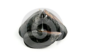 Mediterranean mussels