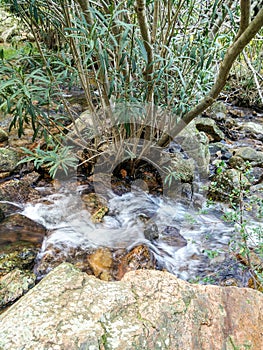 Mediterranean natural environment. Nerium oleander plant inside a seasonal stream in the mountains of south-western Sardinia