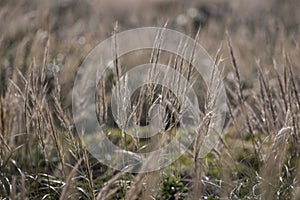 Mediterranean Needle Grass (Stipa capensis)