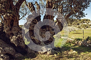 Mediterranean olive field with old olive tree ready for harvest.