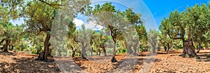 Plantation agriculture of olive grove field landscape panorama