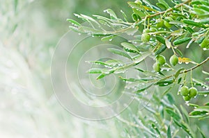 Mediterranean olive trees and olive branches with copy space