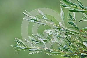 Mediterranean olive trees and olive branches with copy space