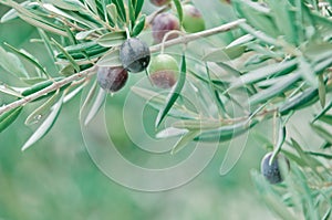 Mediterranean olive trees and olive branches with copy space