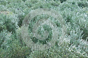 Mediterranean olive trees and olive branches with copy space